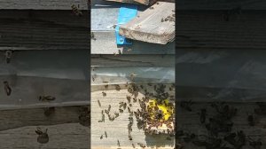 Рой пчёл может мой 18 июля 2026.