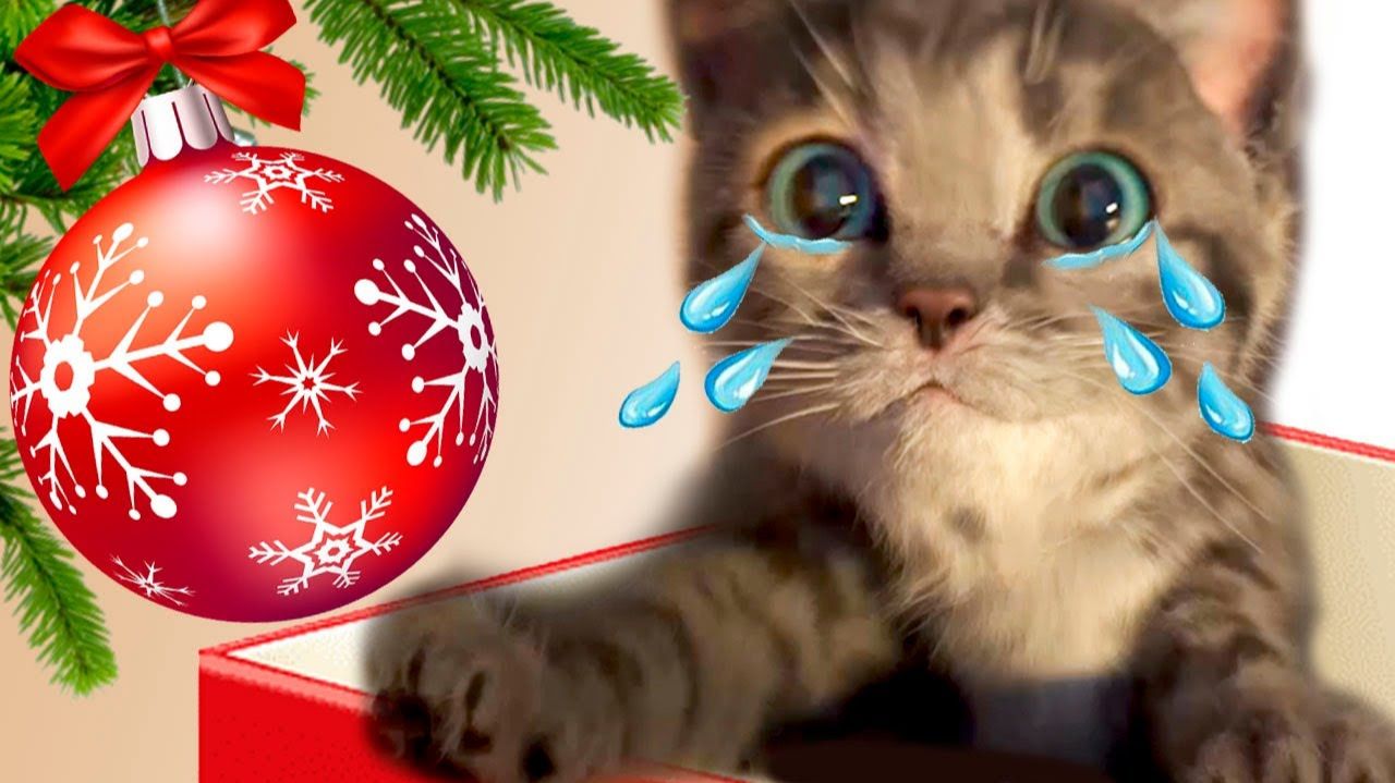 NEW СUTE KITTEN ADVENTURE HO H смотреть онлайн