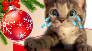NEW СUTE KITTEN ADVENTURE HO H