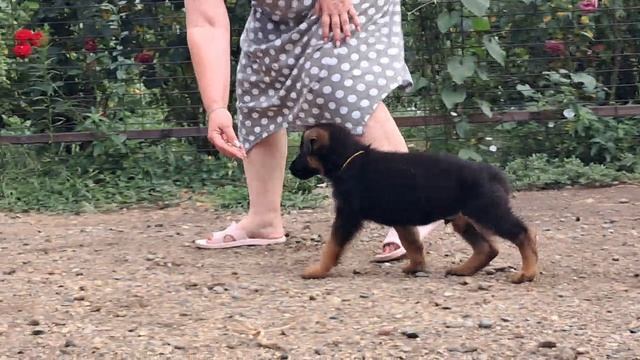 Баларис АЛМАЗ, 1 месяц 26 дней. смотреть онлайн