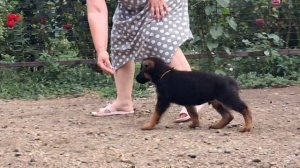 Баларис АЛМАЗ,  1 месяц 26 дней.