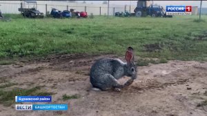 В Башкирии на базе отдыха появились необычные гости - кролики, которые совершенно не боятся людей