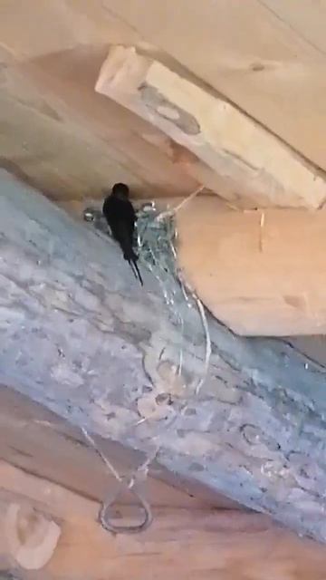 МИЛЕЙШОЕ ВИДЕО ГНЕЗДО ЛАСТОЧКИ смотреть онлайн