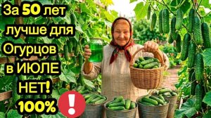 3 капли и огурцов нарастет тонна в ИЮЛЕ! Даже чахлые огурцы позеленеют и заплодоносят