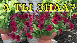 ВАЖНО! ЧТО делать с ЦВЕТАМИ в ИЮЛЕ?