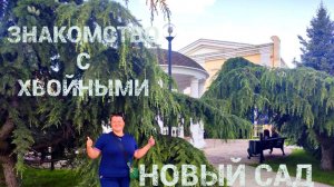 Зелёная архитектура. Обзор ХВОЙНЫХ в моем новом саду. Июль