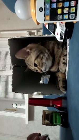 даём кошке подарки