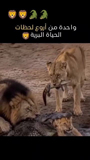 الحياة البرية #لايك #يصلك #اكسبلور #نسمة смотреть онлайн