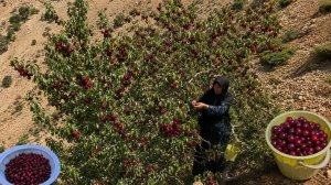 🍒🏔️ Кочевая жизнь в горах | Сбор диких вишен кочевой женщиной 👩🌾🌿🍒