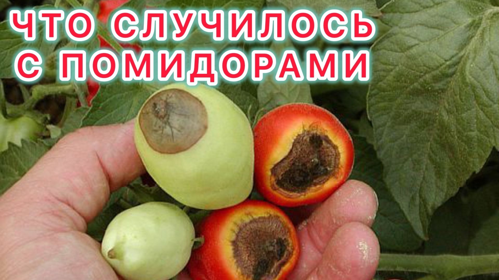 Вершинной гнили нет и вот почему! смотреть онлайн