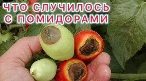 Вершинной гнили нет и вот почему!