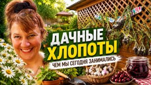 Выкопали чеснок, пересадила фикус… День удался!