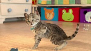 FUN CUTE CAT – Играйте в Fun C