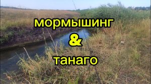 Караси в ручье