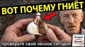 Ваш чеснок сгниёт ещё до зимы — никогда не делайте это сразу после выкопки