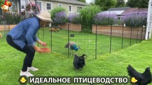 Идеальное птицеводство достойно восхищения 🐓🦆🦢🦚🦃🐔 эпизод (519)