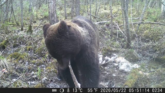 Видео от Красноярская тайга. Фотоловушки