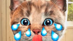 Анимированный котёнок Cute Kit