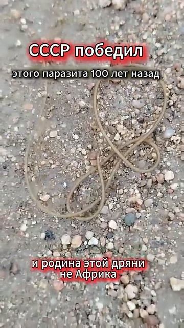 Советский врач против ришты как уничтожили страшного червя