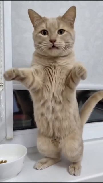 Тот самый котик, который делает МЯУ-МЯУ-МЯУ! 😻🕺 Чистый позитив!