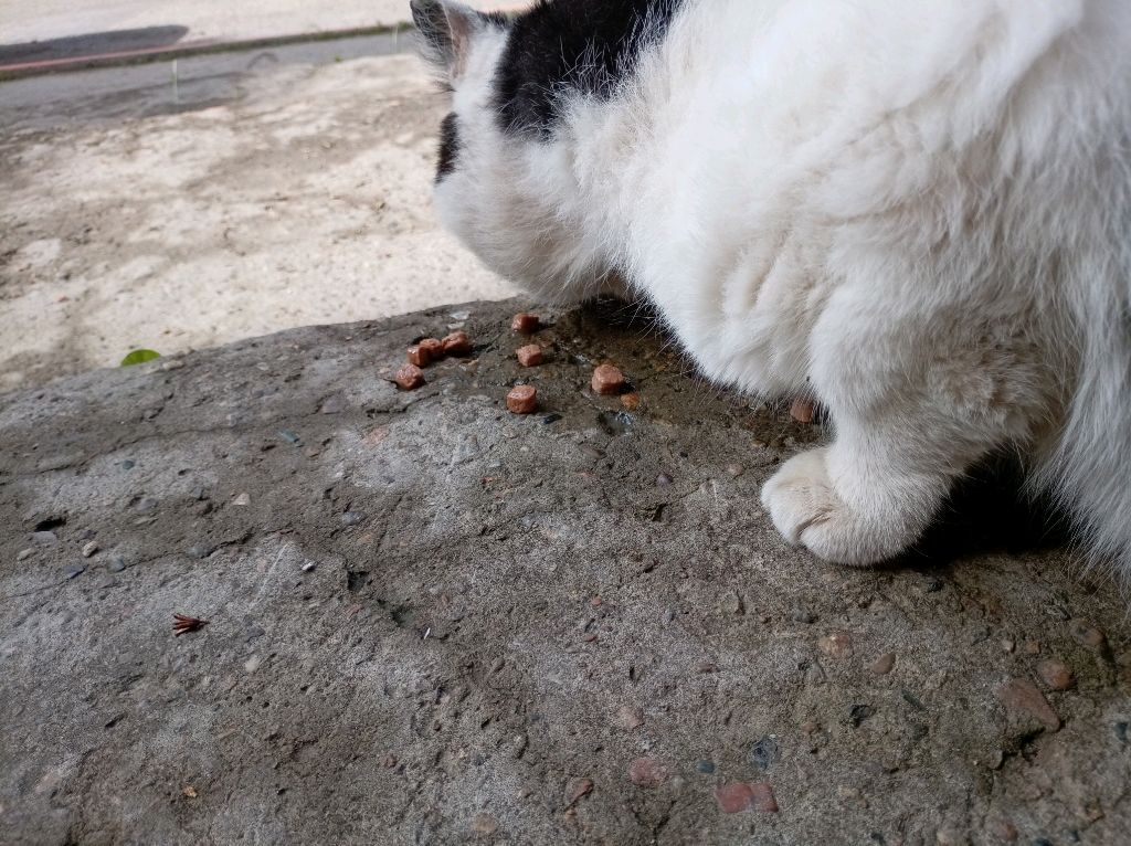 кормим кота
