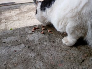 кормим кота