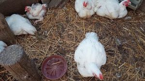 Больше дохнуть не собираются.   А уже пора на мясо. И Пушкинским петушкам тоже.