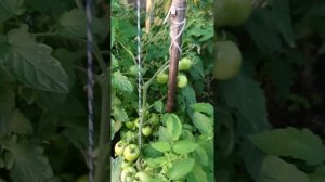 А ловушка работает ☝️только не так как хотелось 🤦♀️