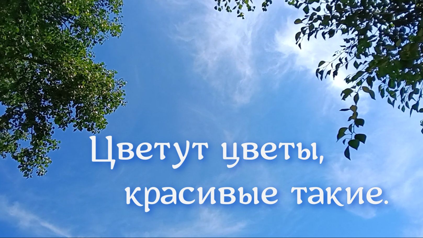 Цветут цветы, такие красивые 11 июля 2026 год