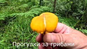 Прогулки за грибами. Понемногу лисички есть везде.