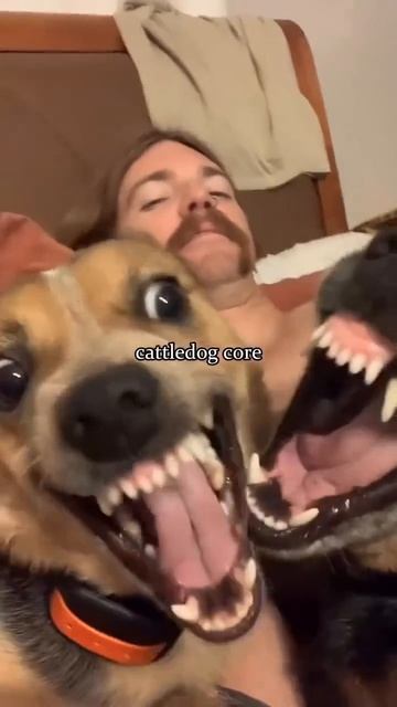 Животные