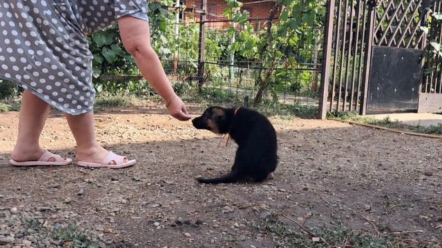Баларис АЛЬТ, 1 месяц 26 дней. смотреть онлайн