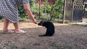 Баларис АЛЬТ,  1 месяц 26 дней.