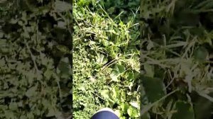 Я сегодня покажу баню и кусты малины