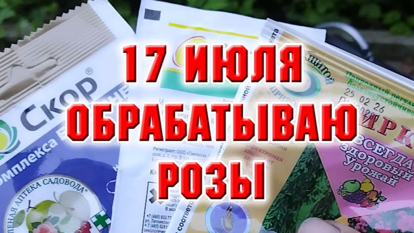 17 июля. Какую баковую смесь я приготовила для обработки своих роз