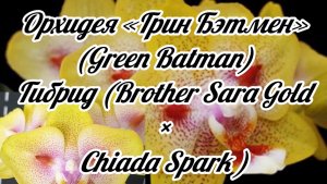 Орхидея «Грин Бэтмен» (Green Batman). Гибрид (Brother Sara Gold × Chiada Spark )