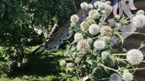 18 июля  МОРДОВНИК есть, ПЧЁЛ нет