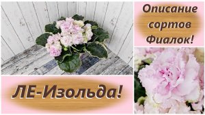 Описание сортов Фиалок! ЛЕ-Изольда!