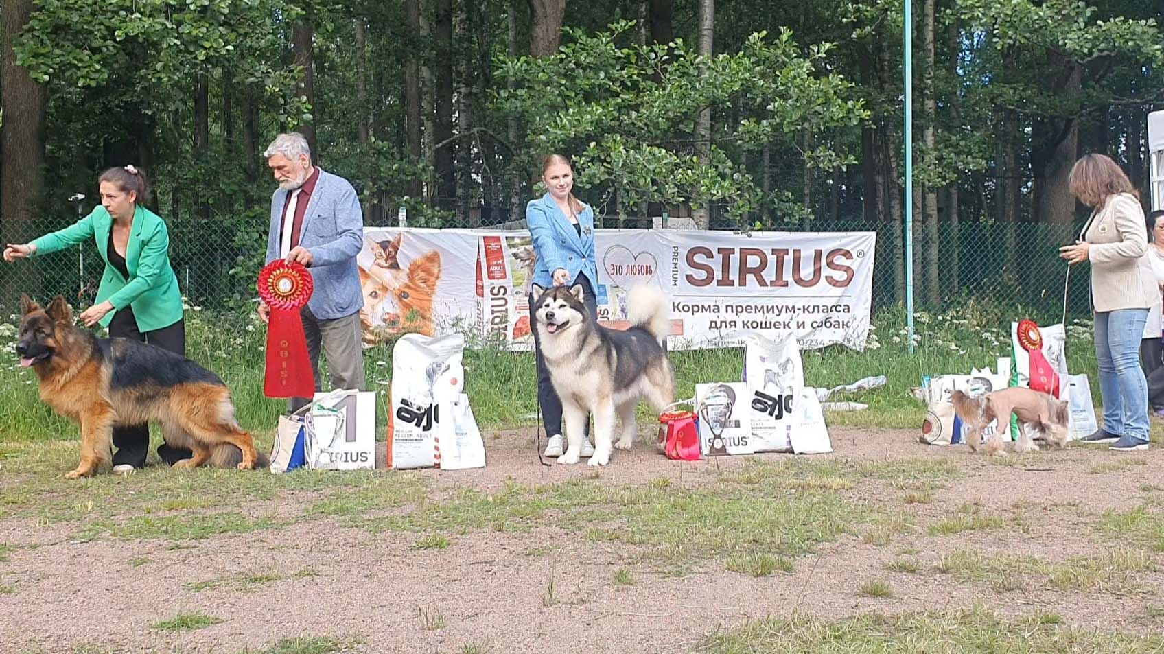 27.06.2026, СПб. Клуб "ЗООЛЮКС" (РКФ, РФСС). Выставка собак "ЛЕТНИЙ ПРАЗДНИК ЗООЛЮКС-ШОУ" (САС, ЧФ) смотреть онлайн