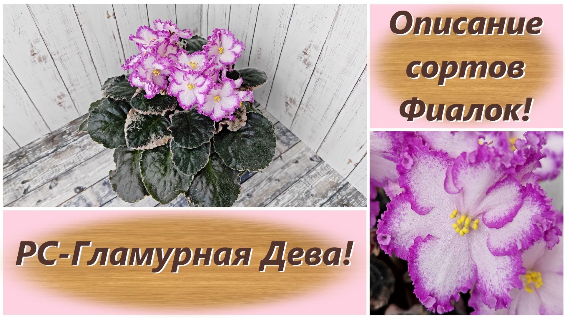 Описание сортов Фиалок! РС-Гламурная Дева! смотреть онлайн
