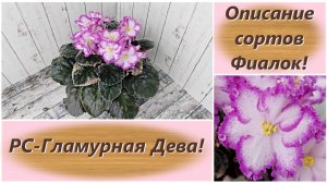 Описание сортов Фиалок! РС-Гламурная Дева!