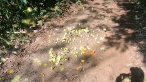 Бразилия. Бабочки в джунглях в парке рядом с водопадом Игуасу