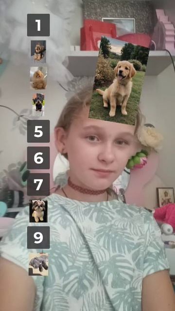 оцениваю собак 🐶