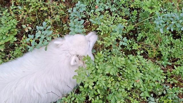 16.07.26. Прогулка в лес. Сын с внучком в гостях.