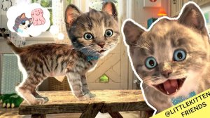 Развивающие игры Little Kitten