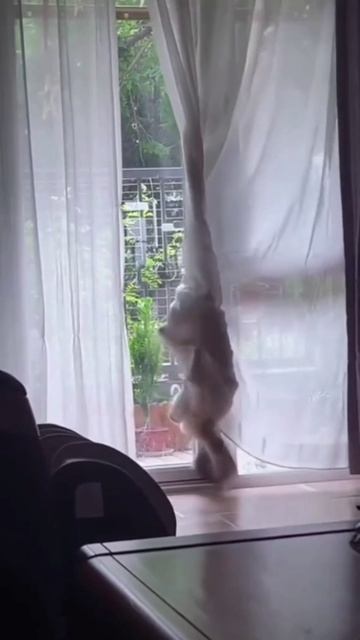 Без🐈 кота и жизнь не та🐱