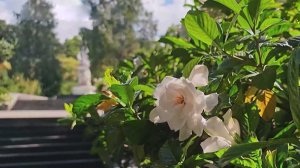 В Сочи зацвела гардения