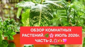 ОБЗОР КОМНАТНЫХ РАСТЕНИЙ.💖🌸 ИЮЛЬ 2026г.💖🌼 ЧАСТЬ-2.🍀🌺