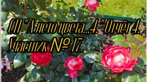СП «А лето цвета...4». Отчёт 4. Участник №17