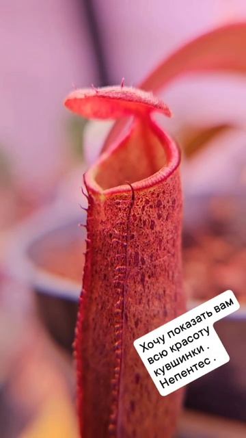 хищники Непе́нтес Детка